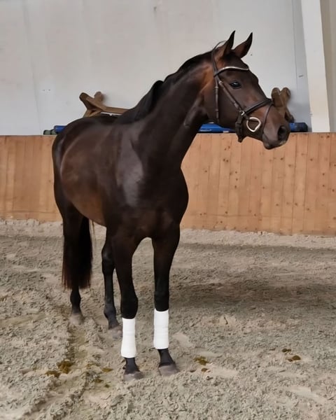 Oldenburger, Stute in Lindern (Oldenburg)