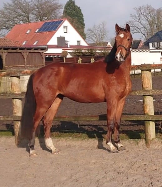 Oldenburger, Stute in Damme