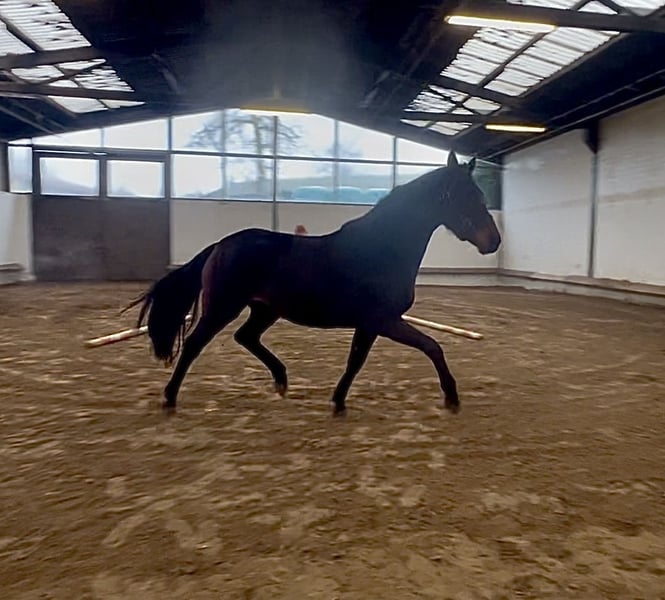 Oldenburger, Stute in Bargstedt