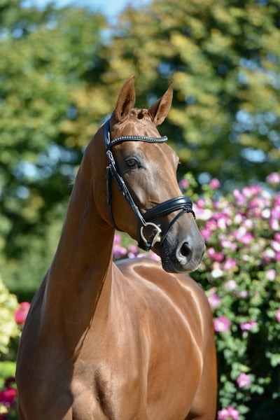 Oldenburger, Stute in Visbek