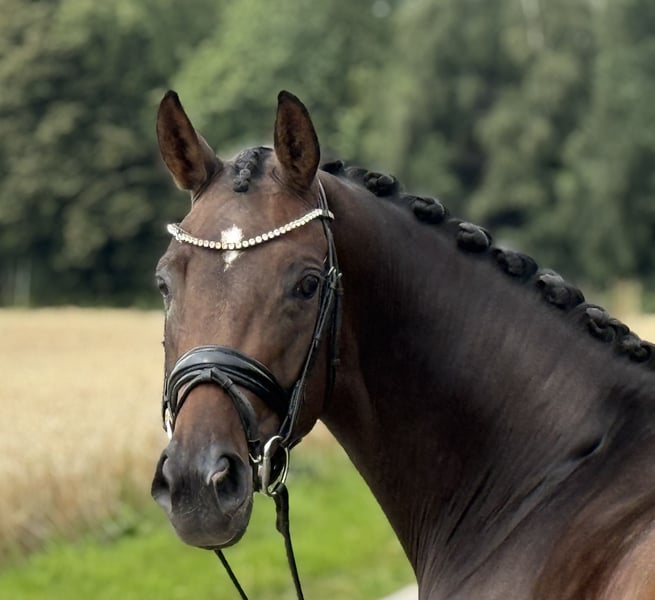 Oldenburger, Stute in Visbek