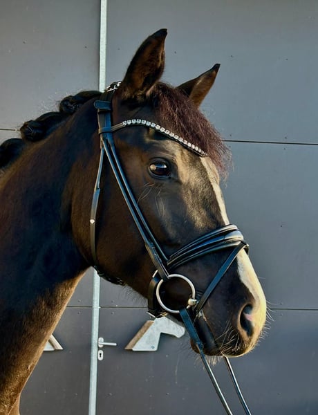 Oldenburger, Stute in Windeck