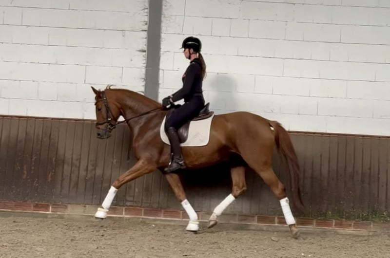 Oldenburger, Stute in Lohne (Oldenburg)