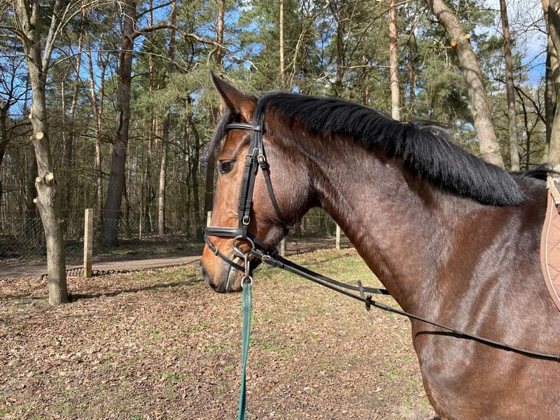 Oldenburger, Stute in Schwartow