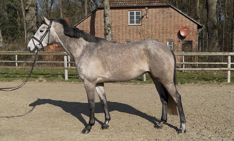 Oldenburger, Stute in Hoya