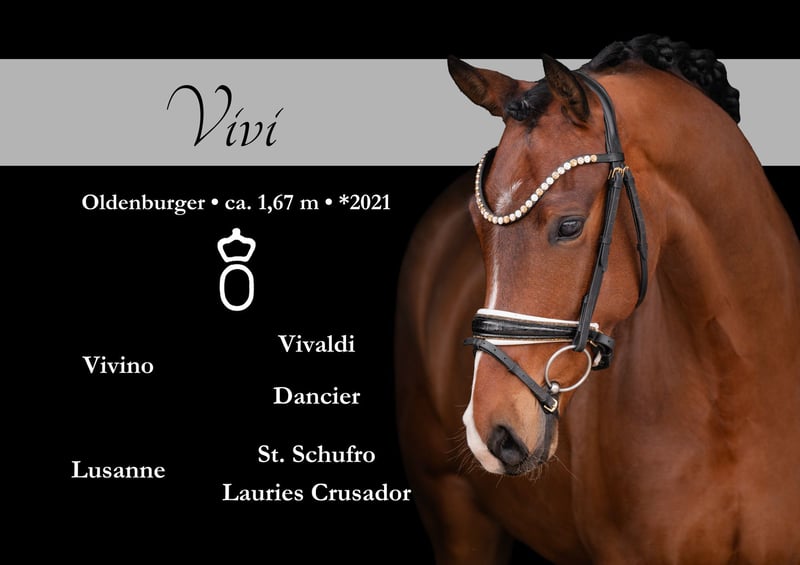 Oldenburger, Stute in Wehringen