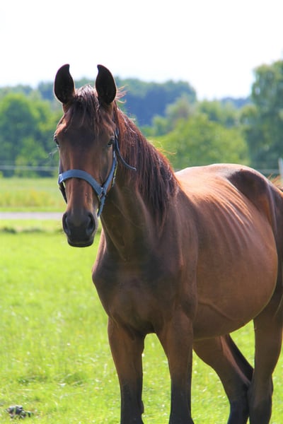 Oldenburger, Stute in Ehra-Lessien