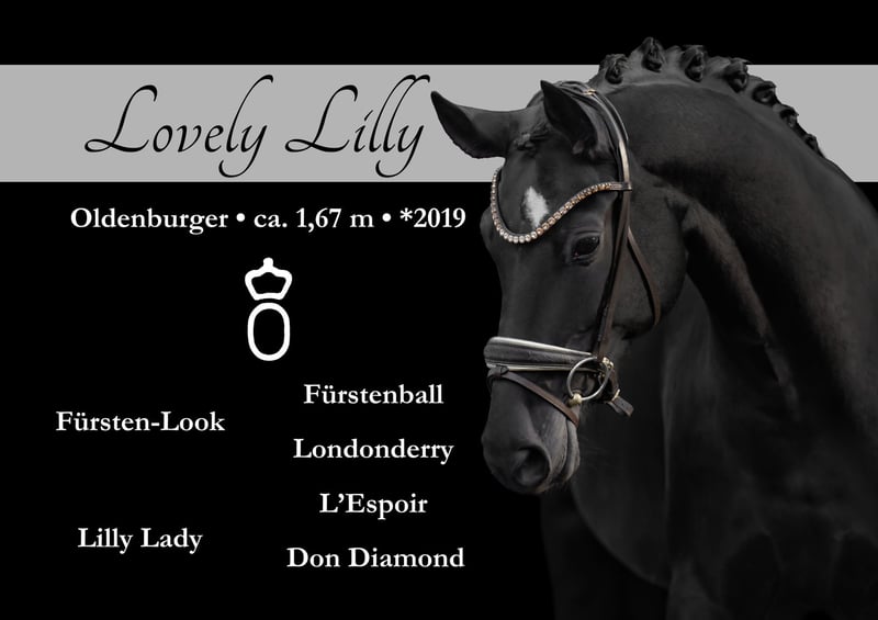 Oldenburger, Stute in Wehringen