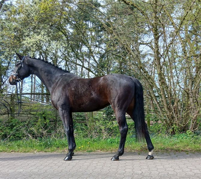 Oldenburger, Stute in Barenburg
