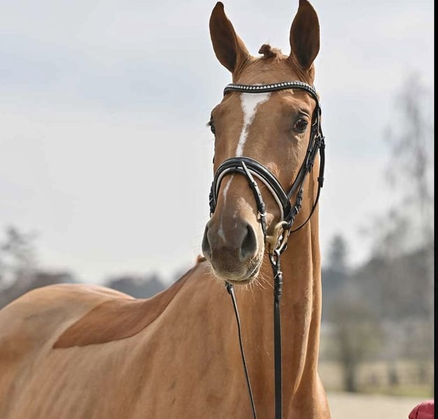 Oldenburger, Stute in Sulzbach am Main