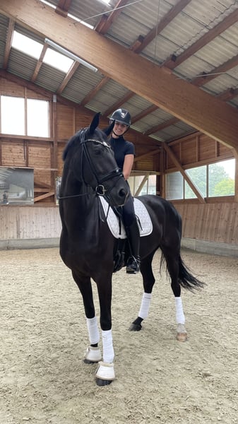 Oldenburger, Stute in Zolling