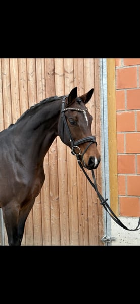 Oldenburger, Stute in Weimar