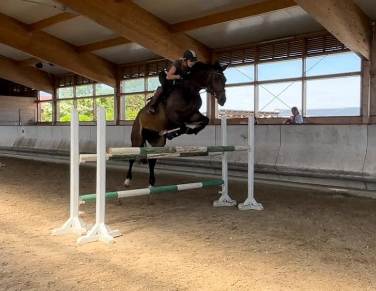 Oldenburger, Stute in Güglingen