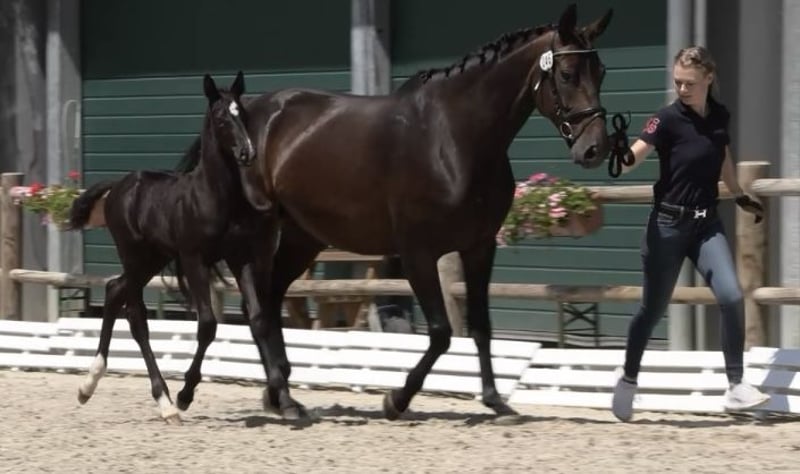 Oldenburger, Stute in Tosterglope