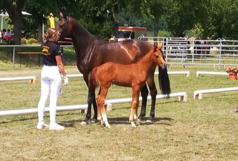 Oldenburger, Stute in Riedlingen