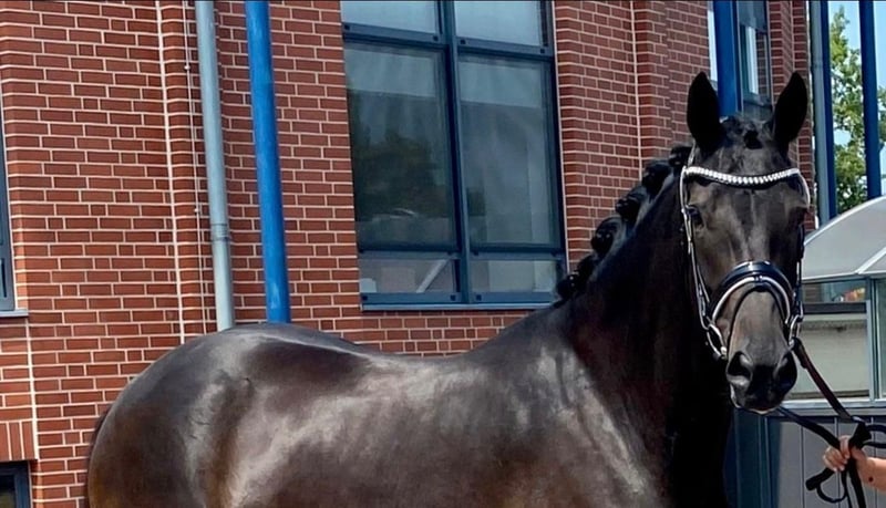 Oldenburger, Stute in Helferskirchen