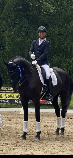 Oldenburger, Stute in Sulzbach am Main