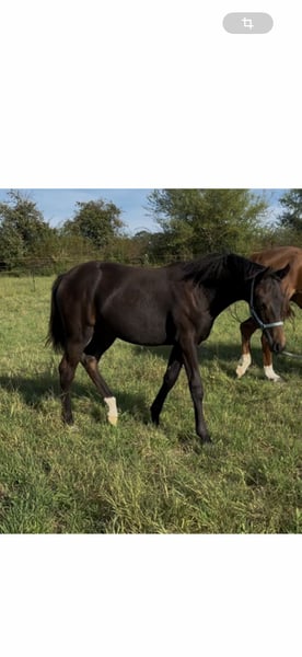 Oldenburger, Stute in Steinhöfel