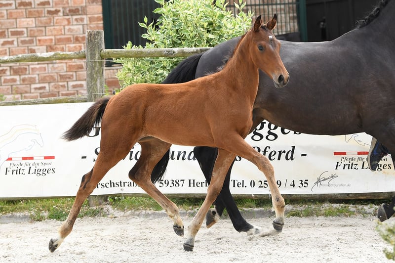 Oldenburger, Stute in Helferskirchen