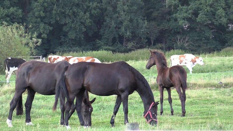 Oldenburger, Stute in Cloppenburg