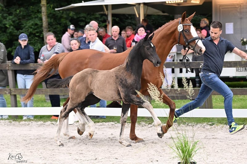 Oldenburger, Stute in Rastede