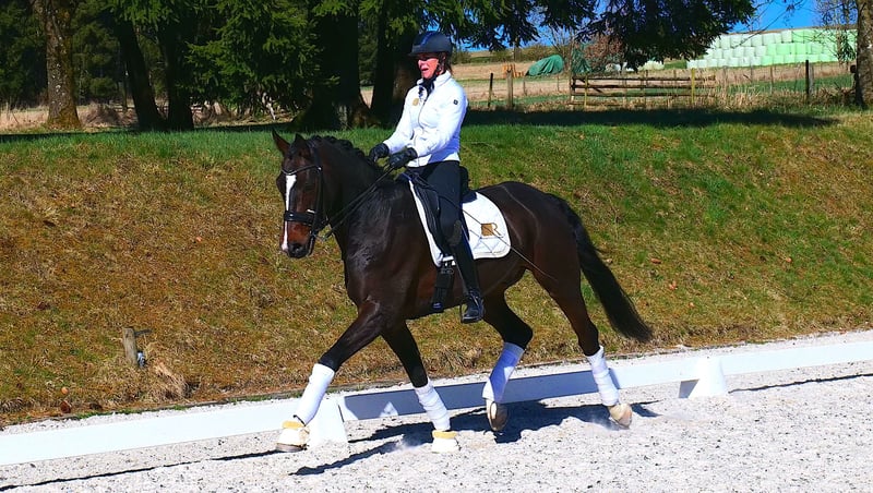 Oldenburger, Wallach in Freiensteinau