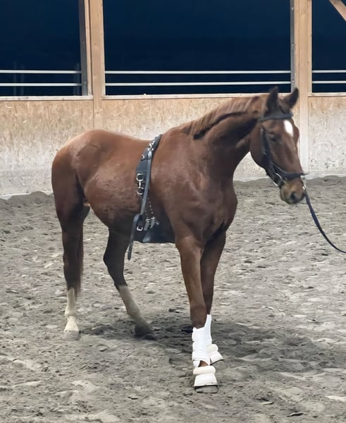 Oldenburger, Wallach in Neupotz