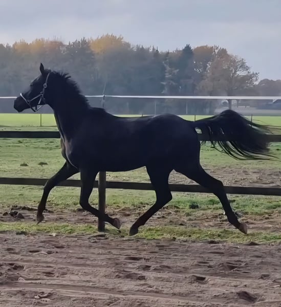Oldenburger, Wallach in Lindern (Oldenburg)