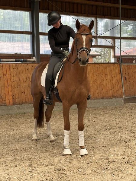 Oldenburger, Wallach in Barver