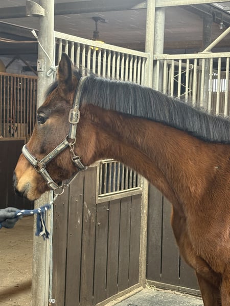 Oldenburger, Wallach in Bad Oeynhausen