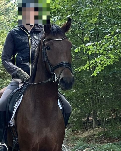 Oldenburger, Wallach in Großefehn Bagband