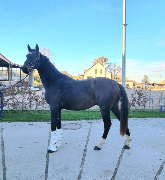 Oldenburger, Wallach in Neupotz