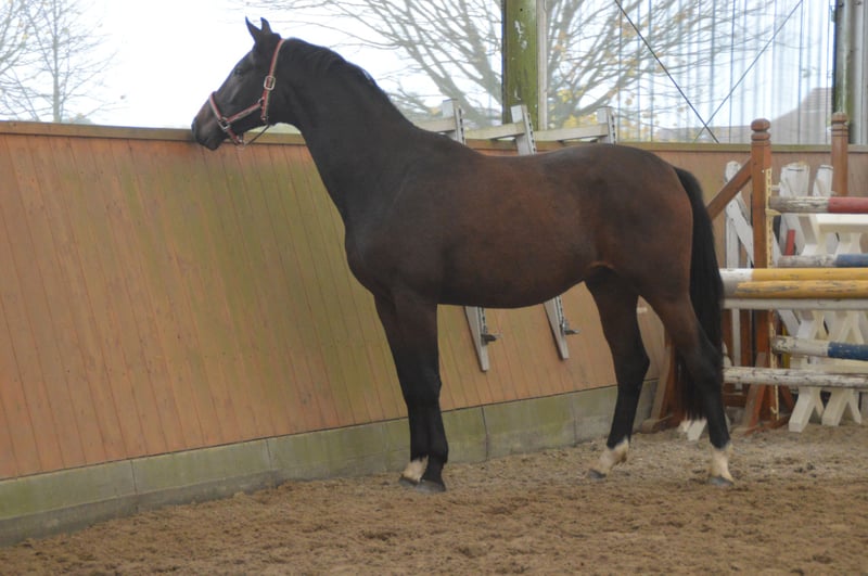 Oldenburger, Wallach in Wulkow