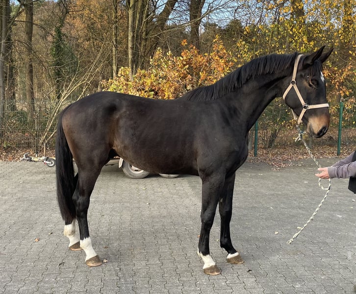 Oldenburger, Wallach in Verl