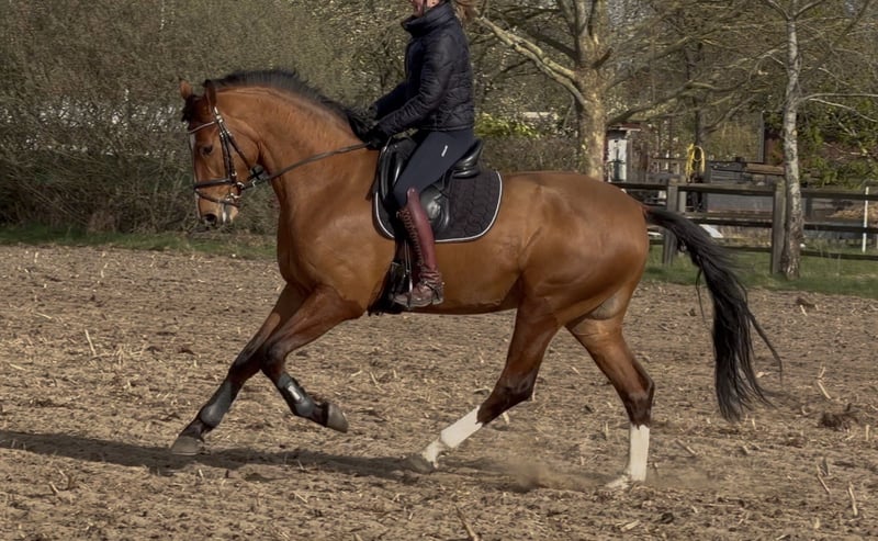 Oldenburger, Wallach in Bramsche