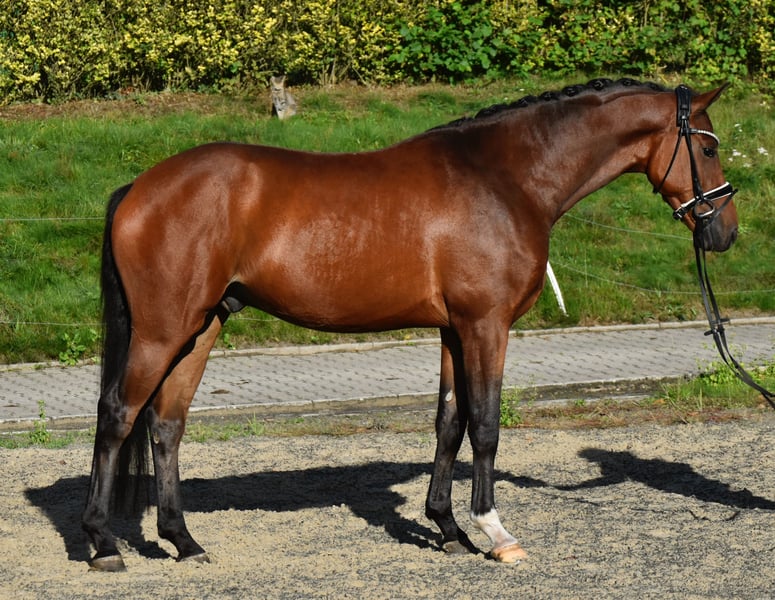 Oldenburger, Wallach in Fürstenau
