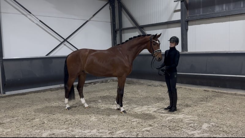 Oldenburger, Wallach in Meckenheim