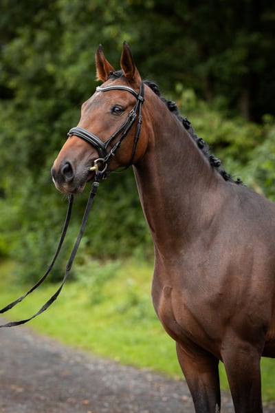 Oldenburger, Wallach in Siegen