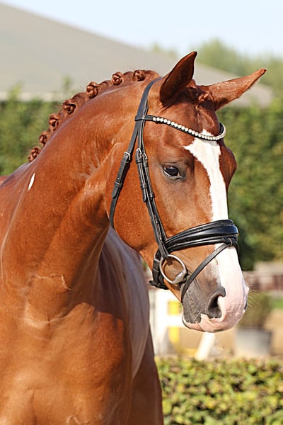 Oldenburger, Wallach in Willich