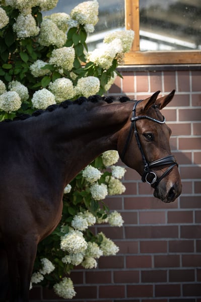 Oldenburger, Wallach in Drantum
