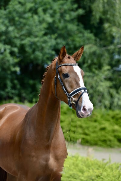 Oldenburger, Wallach in Visbek
