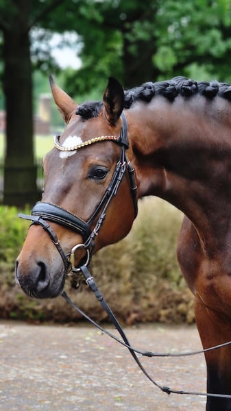 Oldenburger, Wallach in Warendorf