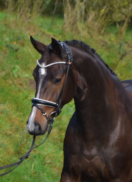 Oldenburger, Wallach in Fürstenau