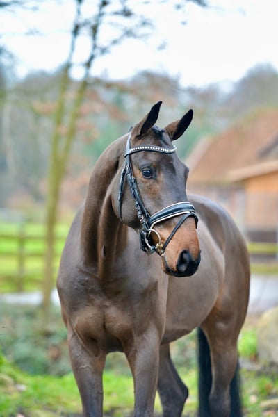 Oldenburger, Wallach in Vechta