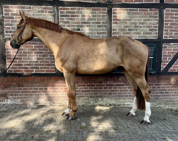 Oldenburger, Wallach in Horstmar