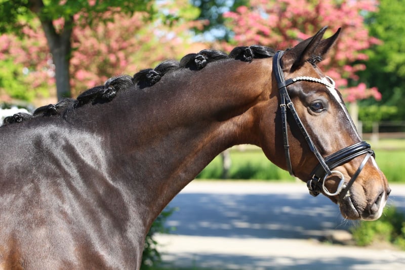 Oldenburger, Wallach in Meinersen