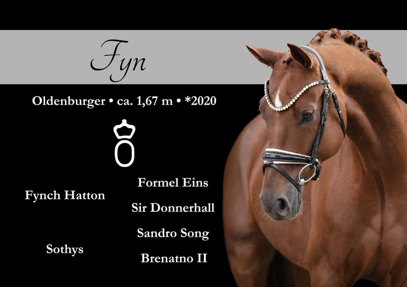 Oldenburger, Wallach in Wehringen