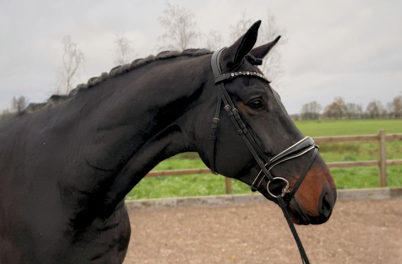 Oldenburger, Wallach in Menslage