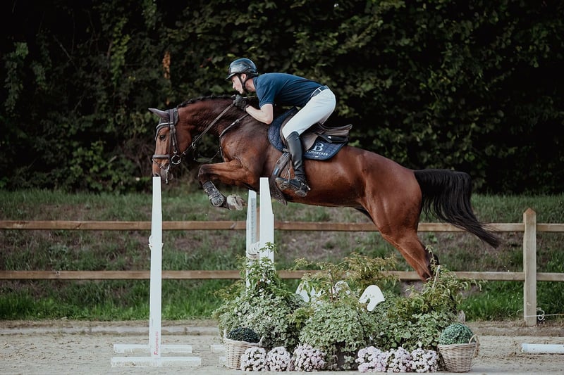 Oldenburger, Wallach in Riedstadt