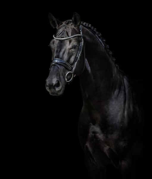 Oldenburger, Wallach in Norderstedt